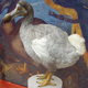 Dodo reconstruction at Oxford University Museum of Natural History. (Ballista/Wikimedia)